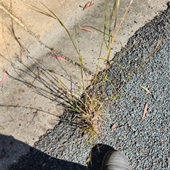 Themeda triandra (Kangaroo Grass) at Aranda, ACT - 21 Oct 2024 by patrickharvey