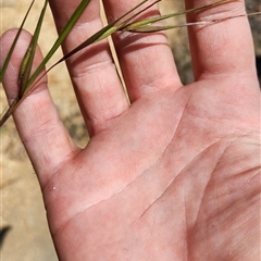 Themeda triandra at Aranda, ACT - 21 Oct 2024