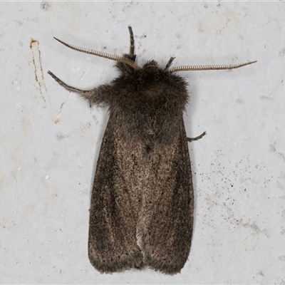 Bathytricha aethalion (Forest Maned Moth) at Melba, ACT - 20 Oct 2024 by kasiaaus