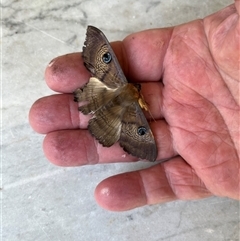 Dasypodia selenophora (Southern old lady moth) at Hackett, ACT - 21 Oct 2024 by hackettganggang