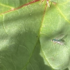 Dolichopodidae (family) (Unidentified Long-legged fly) at Theodore, ACT - 20 Oct 2024 by Cardy