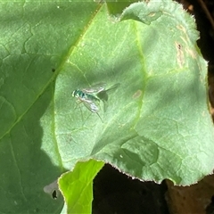 Dolichopodidae (family) at Theodore, ACT - 21 Oct 2024