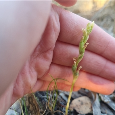 Hymenochilus cycnocephalus (Swan greenhood) at Bungendore, NSW - 20 Oct 2024 by clarehoneydove