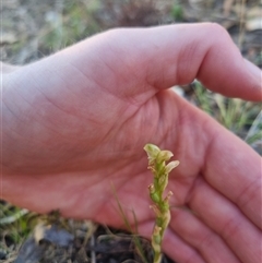 Hymenochilus cycnocephalus at suppressed - 20 Oct 2024