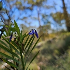 Stypandra glauca (Nodding Blue Lily) at Bungonia, NSW - 21 Oct 2024 by Csteele4