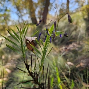 Stypandra glauca at Bungonia, NSW - 21 Oct 2024