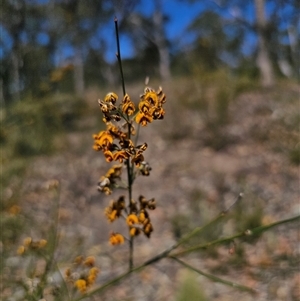 Daviesia leptophylla at Bungonia, NSW - 21 Oct 2024 02:18 PM