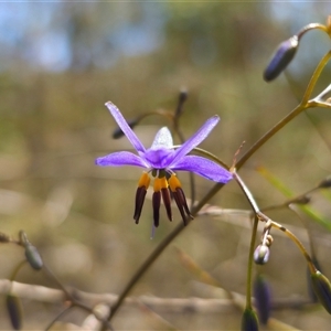 Dianella revoluta var. revoluta at Bungonia, NSW - 21 Oct 2024 02:05 PM