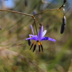 Dianella revoluta var. revoluta at Bungonia, NSW - 21 Oct 2024 02:05 PM