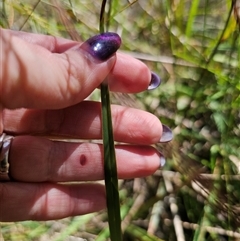 Dianella revoluta var. revoluta at Bungonia, NSW - 21 Oct 2024 02:05 PM