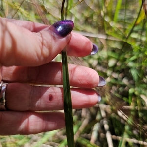 Dianella revoluta var. revoluta at Bungonia, NSW - 21 Oct 2024 02:05 PM