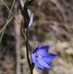 Thelymitra ixioides at Captains Flat, NSW - 21 Oct 2024