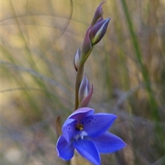 Thelymitra ixioides at Captains Flat, NSW - 21 Oct 2024