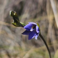 Thelymitra ixioides at Captains Flat, NSW - 21 Oct 2024