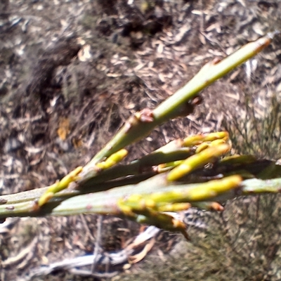 Exocarpos cupressiformis (Cherry Ballart) at Cooma, NSW - 21 Oct 2024 by mahargiani