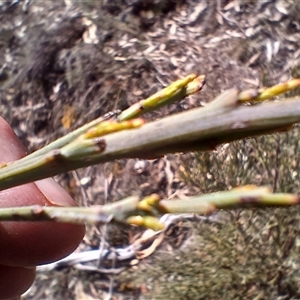 Exocarpos cupressiformis at Cooma, NSW - 21 Oct 2024 02:54 PM