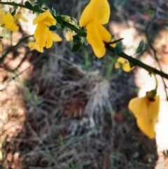 Cytisus scoparius subsp. scoparius (Scotch Broom, Broom, English Broom) at Beechworth, VIC - 21 Oct 2024 by MB