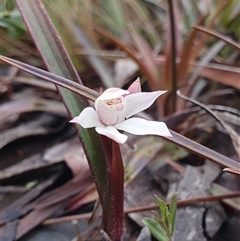 Caladenia alpina (Mountain Caps) at Cotter River, ACT - 19 Oct 2024 by shoko