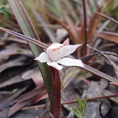 Caladenia alpina (Mountain Caps) at Cotter River, ACT - 19 Oct 2024 by shoko