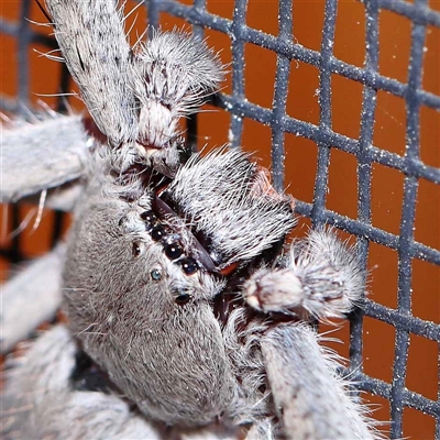 Isopedella pessleri (A huntsman spider) at Turner, ACT - 19 Oct 2024 by ConBoekel