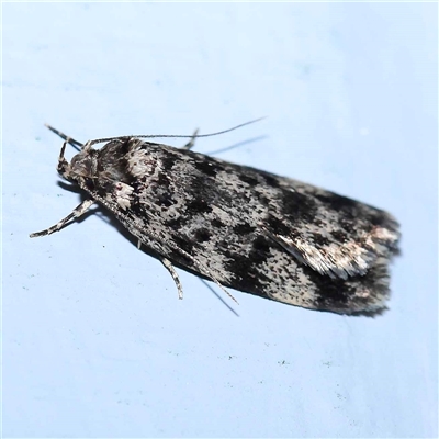 Barea eucapnodes (A Concealer moth (Barea Group)) at Turner, ACT - 19 Oct 2024 by ConBoekel