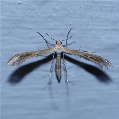 Stangeia xerodes (A plume moth) at Turner, ACT - 19 Oct 2024 by ConBoekel