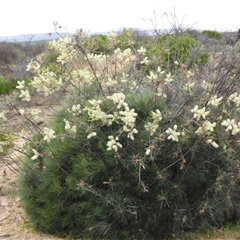 Unidentified Other Shrub at Kalbarri, WA - 21 Oct 2024 by HelenCross