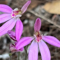 Caladenia carnea (Pink Fingers) at Tonganah, TAS - 21 Oct 2024 by Clarel