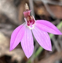 Caladenia carnea at Tonganah, TAS - suppressed