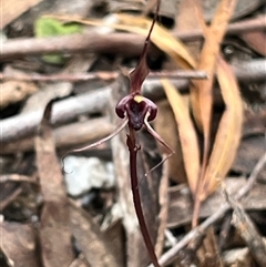 Acianthus caudatus (Mayfly Orchid) at Tonganah, TAS - 21 Oct 2024 by Clarel