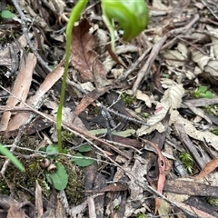 Pterostylis nutans at Tonganah, TAS - suppressed