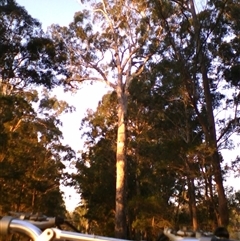 Eucalyptus bosistoana at Noorinbee, VIC - 9 Mar 2009 07:06 PM