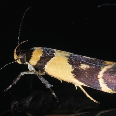 Macrobathra chrysotoxa (A cosmet moth) at Rosedale, NSW - 20 Oct 2024 by jb2602