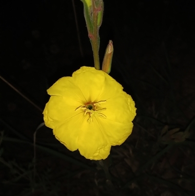 Oenothera stricta subsp. stricta (Common Evening Primrose) at Conder, ACT - 21 Oct 2024 by MichaelBedingfield