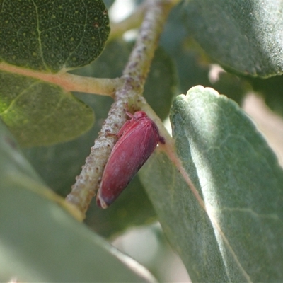 Trocnada dorsigera (A leafhopper) at Murrumbateman, NSW - 21 Oct 2024 by SimoneC