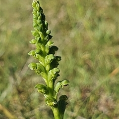 Microtis unifolia (Common Onion Orchid) at Yarralumla, ACT - 21 Oct 2024 by Bubbles