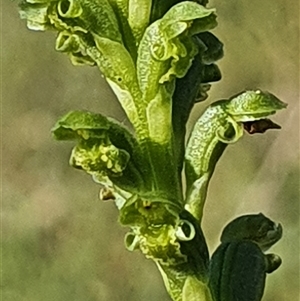 Microtis unifolia at Yarralumla, ACT - suppressed