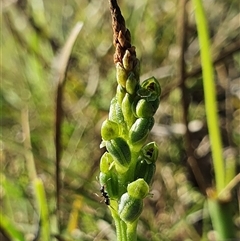 Microtis unifolia at Yarralumla, ACT - suppressed