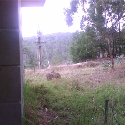 Notamacropus rufogriseus (Red-necked Wallaby) at Noorinbee, VIC - 4 Feb 2010 by JasonPStewartNMsnc2016