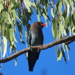 Eurystomus orientalis (Dollarbird) at Wagga Wagga, NSW - 20 Oct 2024 by RobParnell