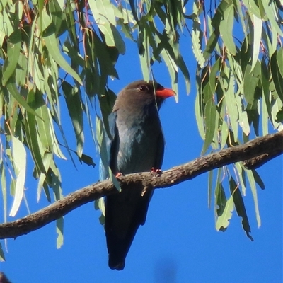 Eurystomus orientalis (Dollarbird) at Wagga Wagga, NSW - 20 Oct 2024 by RobParnell