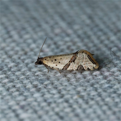 Vacuana vacuana (A Tortricid moth (Tortricinae)) at Harrison, ACT - 20 Oct 2024 by DPRees125