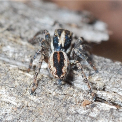 Servaea sp. (genus) at Harolds Cross, NSW - 20 Oct 2024 by Harrisi