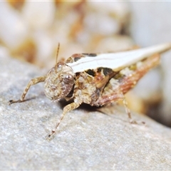 Paratettix australis (A pygmy grasshopper) at Krawarree, NSW - 20 Oct 2024 by Harrisi