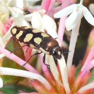 Castiarina decemmaculata at Wyanbene, NSW - 20 Oct 2024