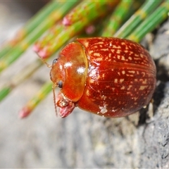 Paropsisterna atalanta (Atalanta button beetle) at Wyanbene, NSW - 20 Oct 2024 by Harrisi