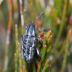 Pelororhinus sp. (genus) at Wyanbene, NSW - 20 Oct 2024 02:40 PM