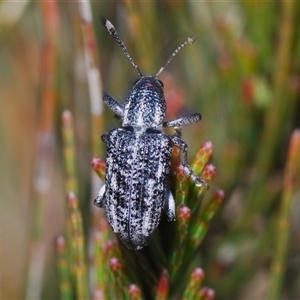 Pelororhinus sp. (genus) at Wyanbene, NSW - 20 Oct 2024 02:40 PM