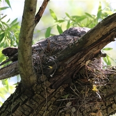 Podargus strigoides (Tawny Frogmouth) at Fyshwick, ACT - 21 Oct 2024 by RodDeb