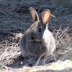 Oryctolagus cuniculus (European Rabbit) at Fyshwick, ACT - 21 Oct 2024 by RodDeb